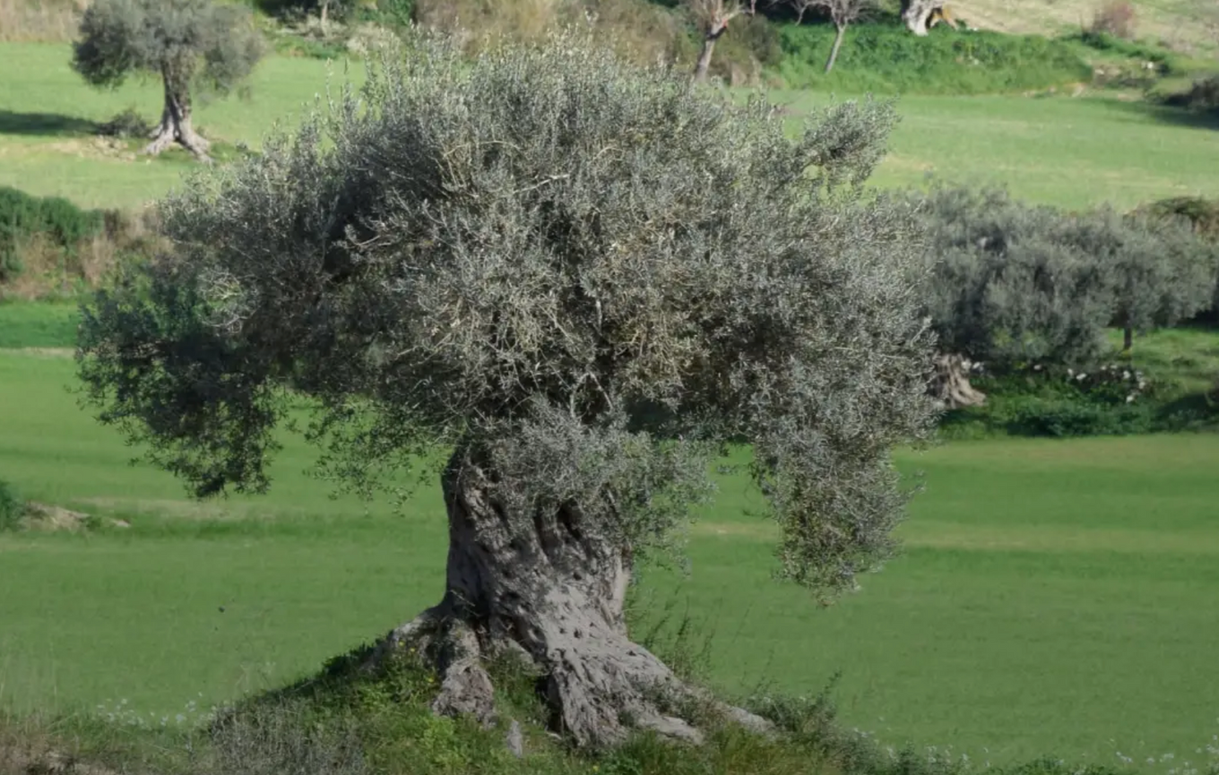 OLIWA EXTRA VERGINE